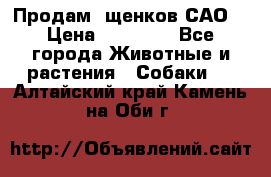 Продам ,щенков САО. › Цена ­ 30 000 - Все города Животные и растения » Собаки   . Алтайский край,Камень-на-Оби г.